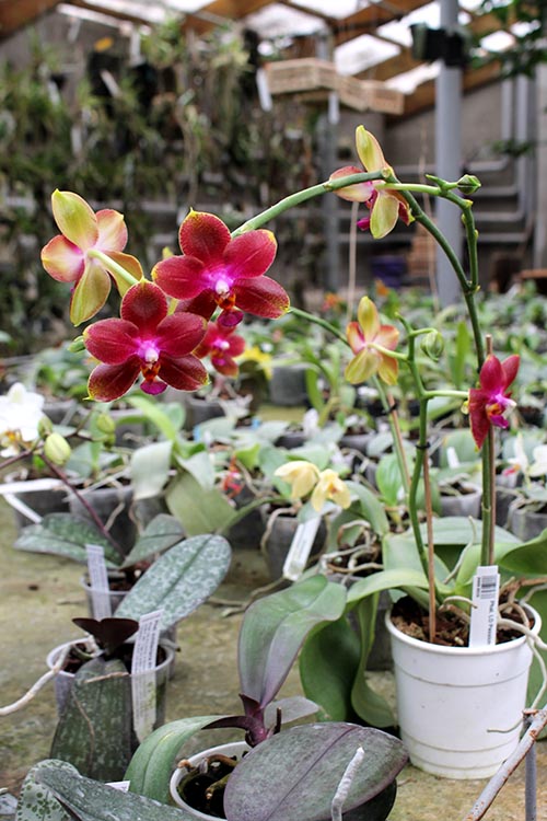 Phalaenopsis LD Passion Boy 'Red'.jpg