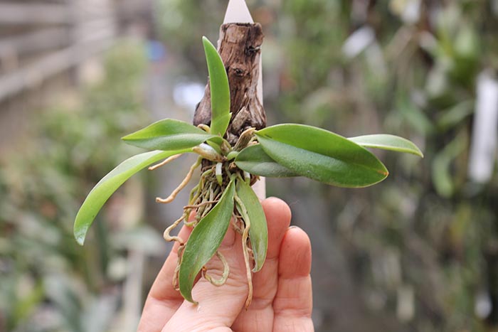 Laelia alaori x sincorana.jpg