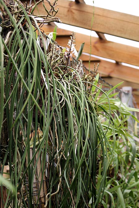 Seidenfadenia mitrata.jpg