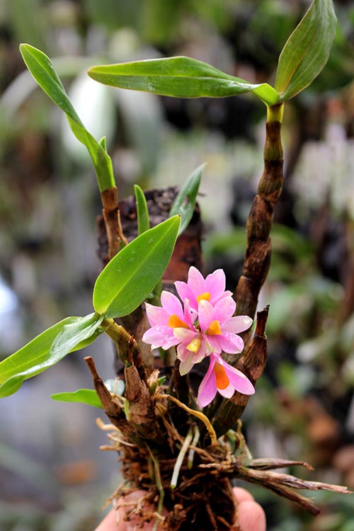 Dendrobium Hibiki (laevifolium x bracteosum).jpg