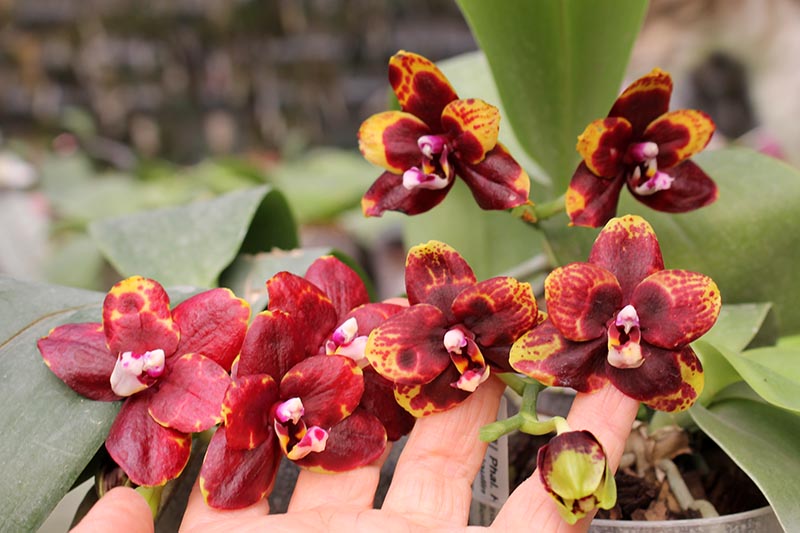 Phalaenopsis Hawaii Dragon Girl x Lioulin Goldfinch.jpg