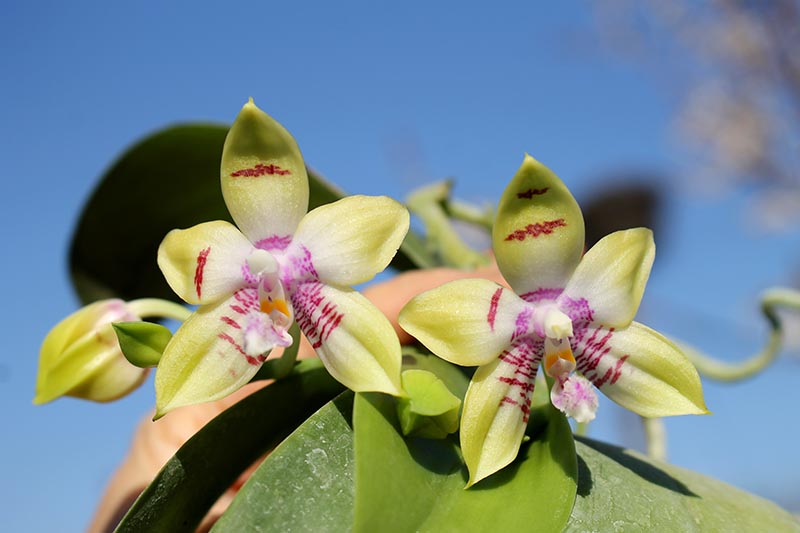 Phalaenopsis Jennifer Palermo (C1 type) x Phalaenopsis LD's Bear Queen.jpg