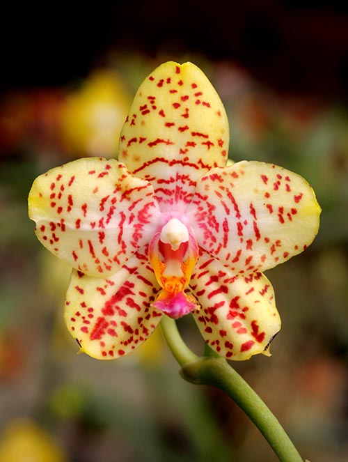 Phalaenopsis Yaphon Image x Jennifer Palermo.jpg