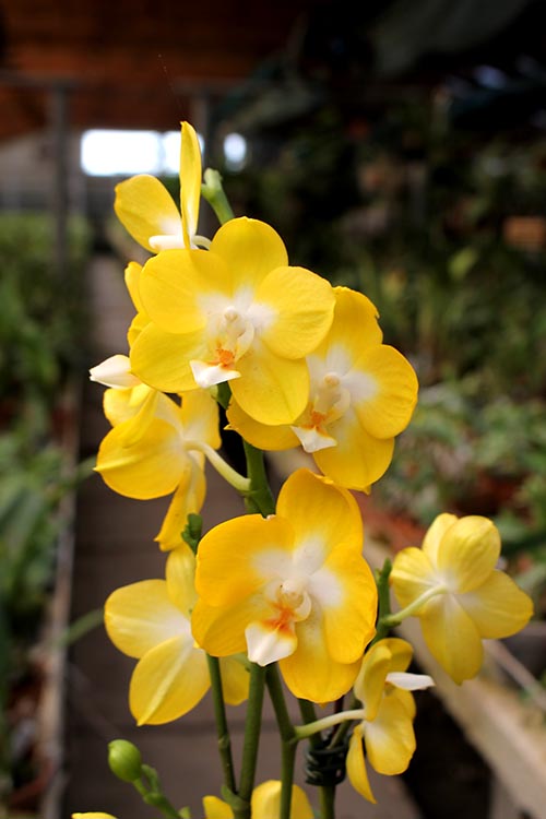 Phalaenopsis Sogo Shito.jpg