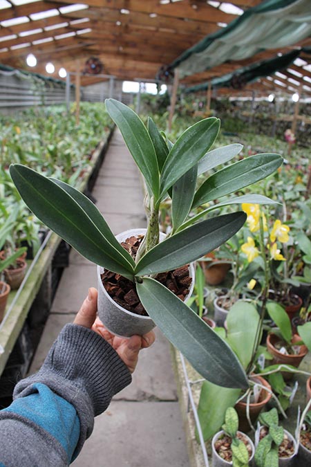 Dendrobium chrysotoxum.jpg