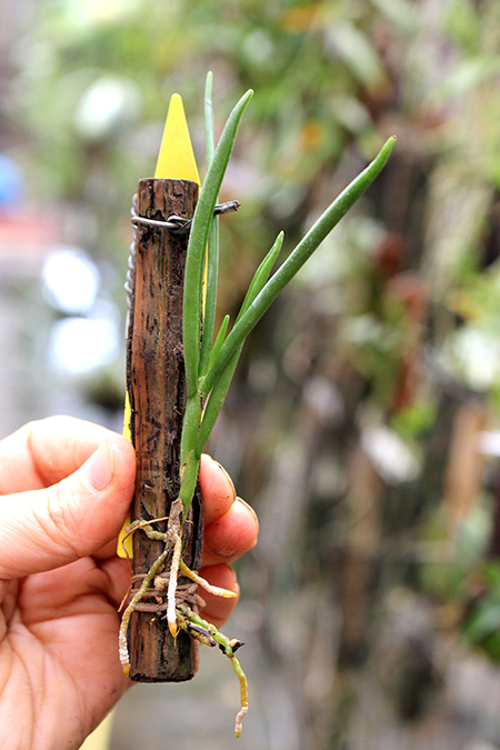 Angraecum scottianum.jpg