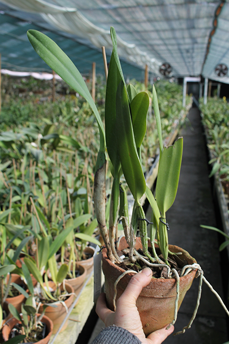 Cattleya lueddemaniana (color overlap x Irina).jpg