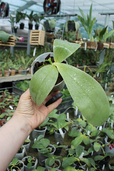 Phalaenopsis Samera x bellina blue.jpg