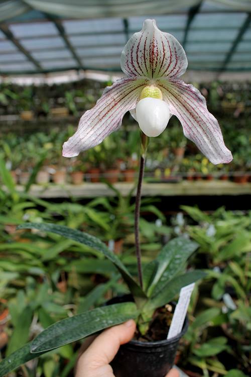 Paphiopedilum philippinense x niveum.jpg