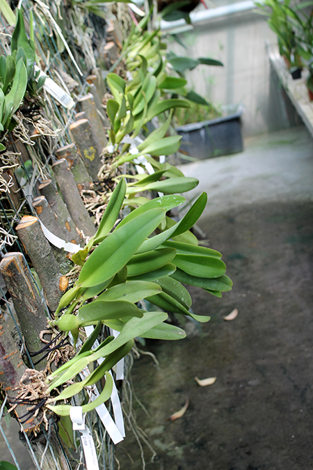 Cattleya dowiana rosea x self.jpg