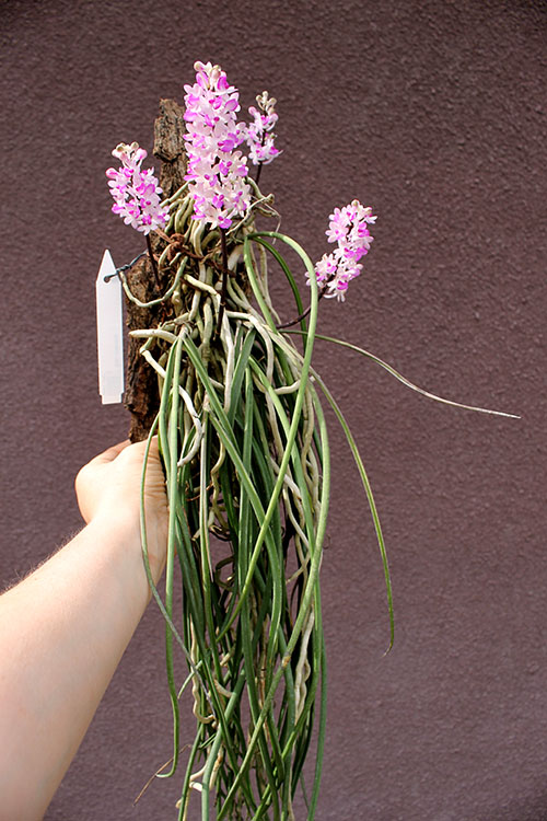 Seidenfadenia mitrata.jpg