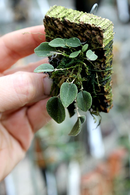 Lepanthes dodsonii.jpg