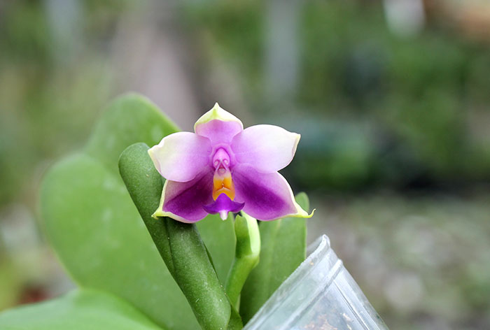 Phalaenopsis Samera 'Blue'.jpg