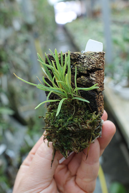 Diodonopsis erinacea.jpg