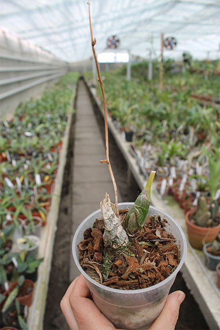 Mormodes vinaceum.jpg