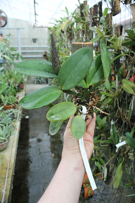 Cattleya schilleriana 'Ibiracu' x SELF.jpg