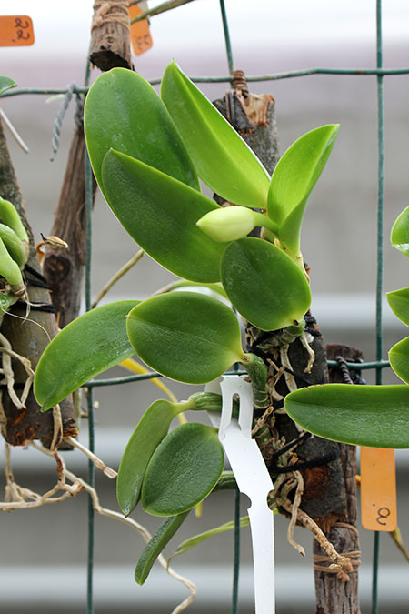 Laelia alaori alba 'Snow Flakes' x Laelia alaori alba 'SC'.jpg