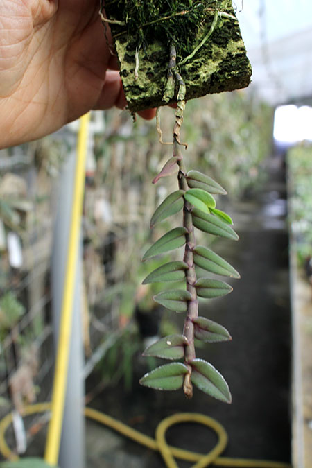 Epidendrum sangayense.jpg