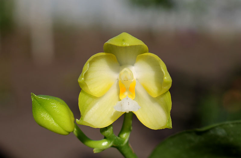 Phalaenopsis Yungho Gelb Canary 'Joseph' x Chang Maw Jade 'Eddy's Snow'.jpg