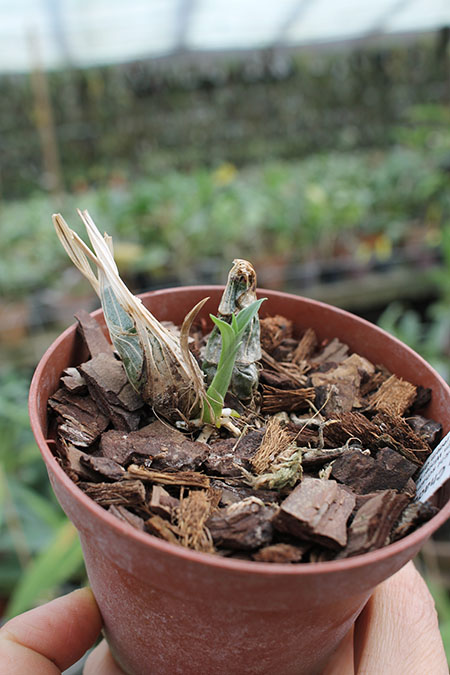 Clowesia Grace Dunn 'Chadds Ford'.jpg