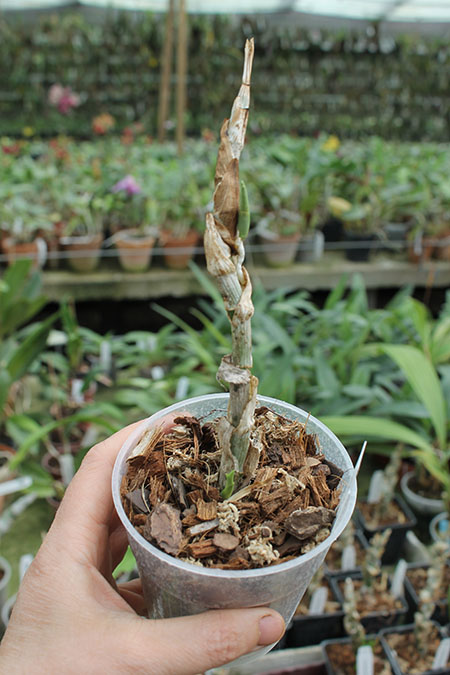 Cycnoches barthiorum 'Pink Dove'.jpg