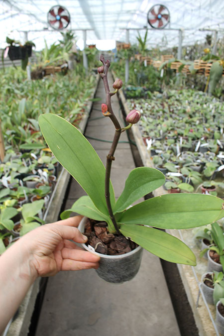 Doritaenopsis Lius Sakura.jpg