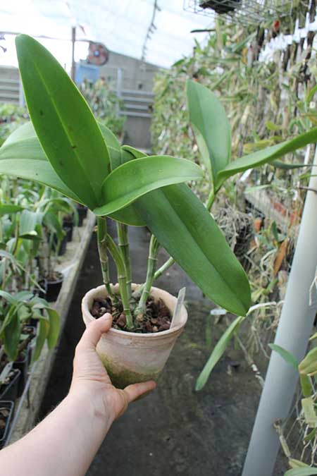 Cattleya Jefferson Perez (leopoldii x dowiana aurea).jpg