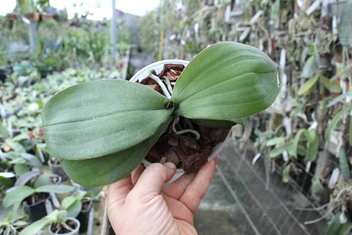 Phalaenopsis Liu's Twilight Rainbow x celebensis.jpg