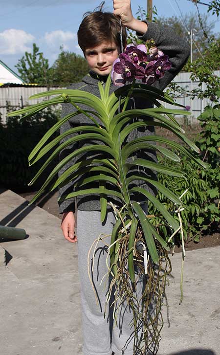 Ascocenda Kulwadee Black.jpg