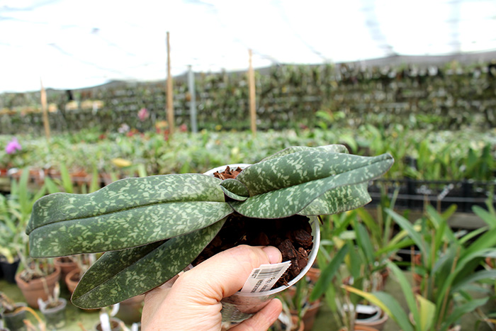 Paphiopedilum bellatulum x wenshanense.jpg