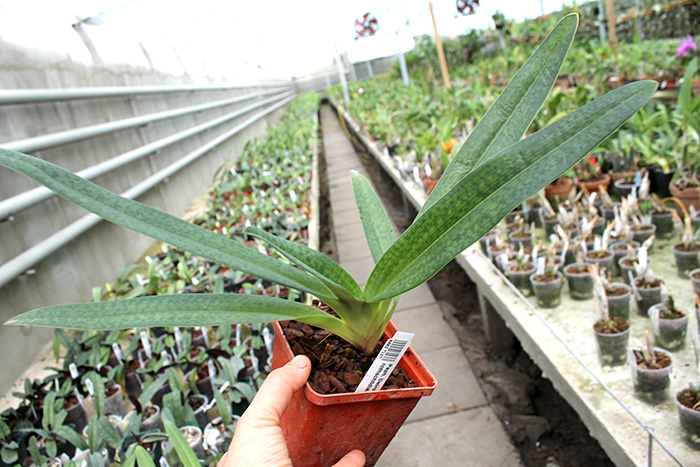 Paphiopedilum Delrosi (delenatii x rothschildianum).jpg