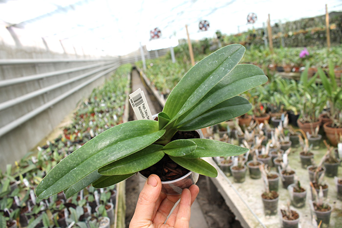 Paphiopedilum Daisy Barclay x leucochilum.jpg