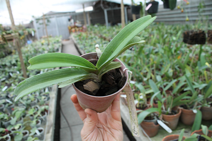 Rhynchostylis gigantea.jpg