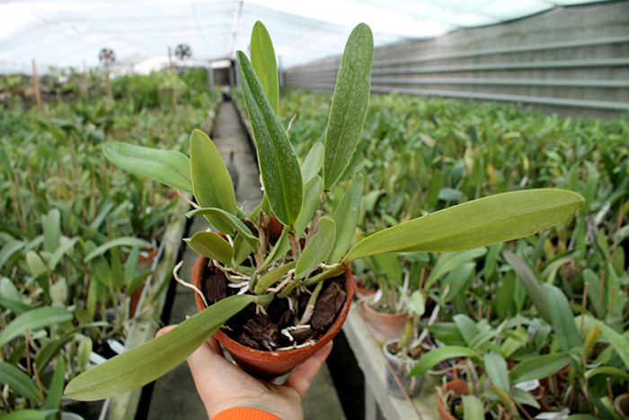 Potinara Little Toshie 'Yellow Rose' (#37).jpg