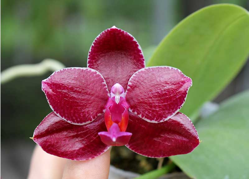 Phalaenopsis Yuda Red Blood x Chingruey's Fancy.jpg