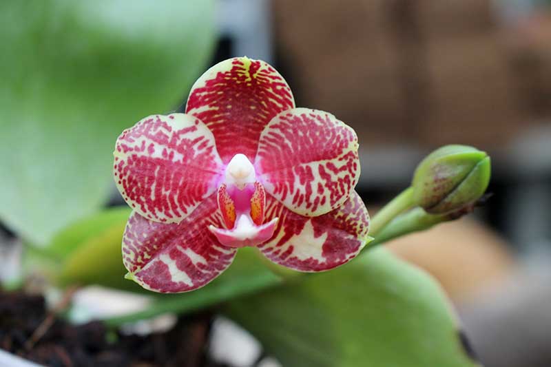 Phalaenopsis Yaphon Sir x Mituo Sun.jpg