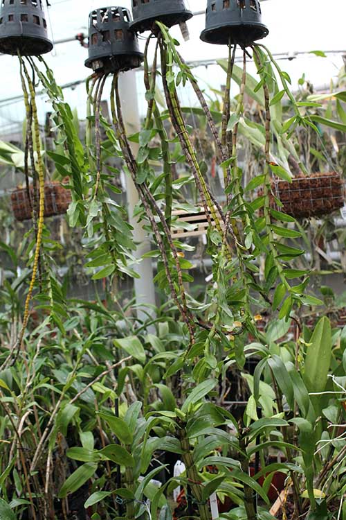 Dendrobium ellipsophyllum.jpg