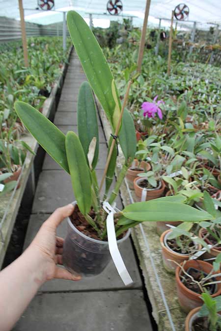 Cattleya maxima (Z-521) x maxima rubra (Z-456).jpg