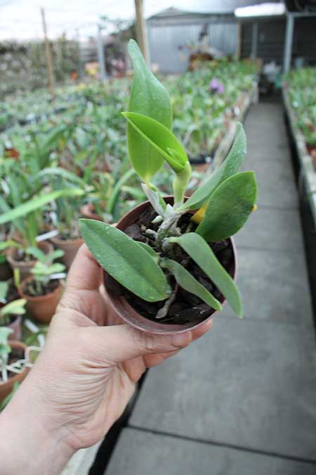 Laelia alaori oculata.jpg