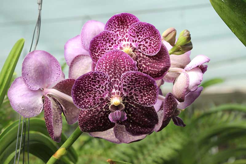 Ascocenda Kulwadee Black.jpg