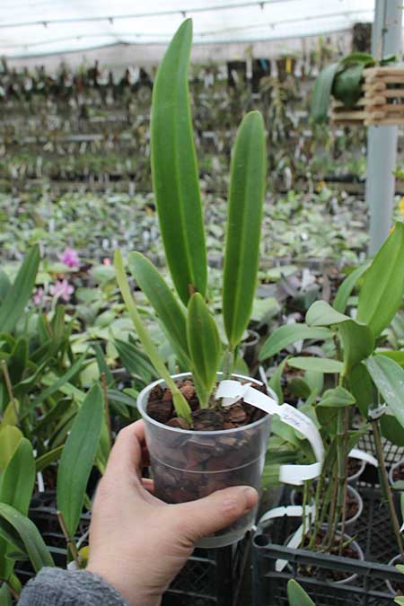 Cattleya mossiae semi alba aquini 'Caribe' x self.jpg