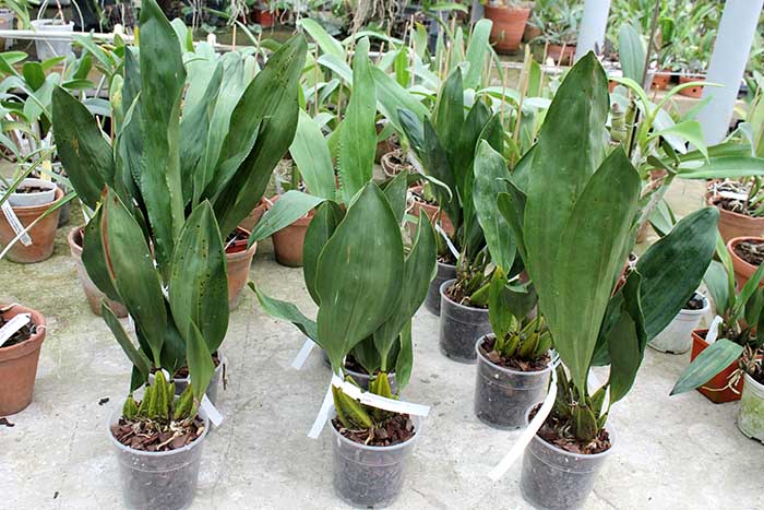 Bifrenaria tyrianthina.jpg