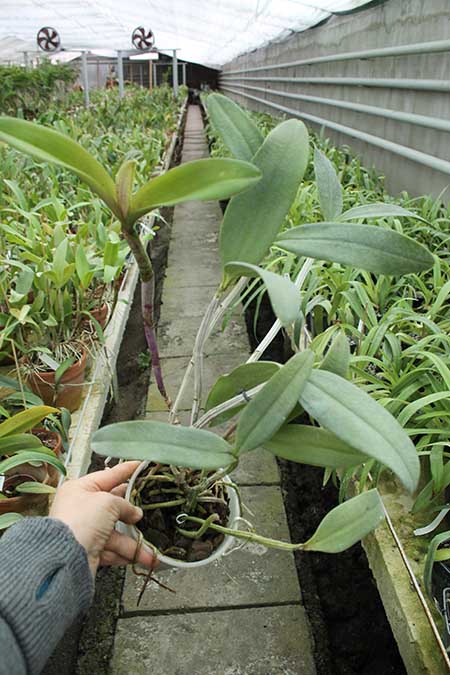 Cattleya (Penny Kuroda x Corcovado).jpg