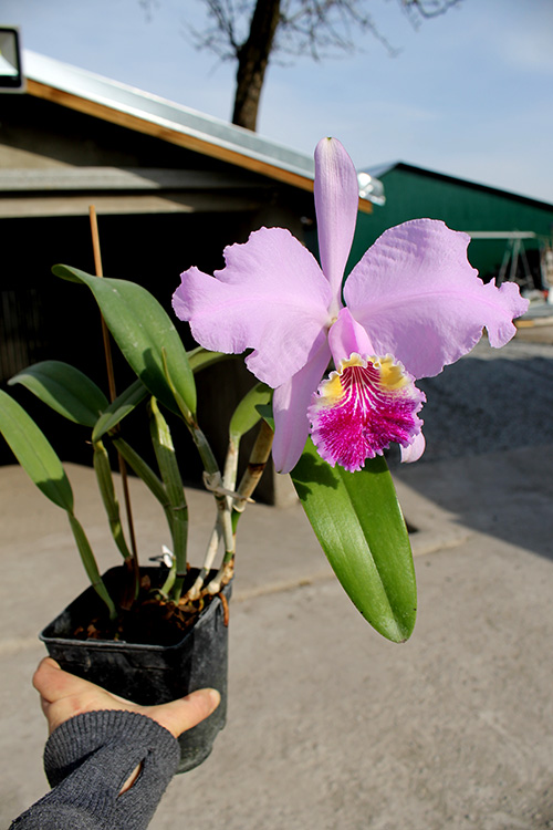 Cattleya lueddemanniana alba 'OMG' x Cattleya lueddemanniana coerulea 'Siquesique'.jpg