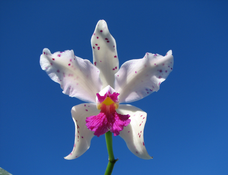 Cattleya amethystoglossa palha 'Gloriosa' x 'Palhina'.jpg