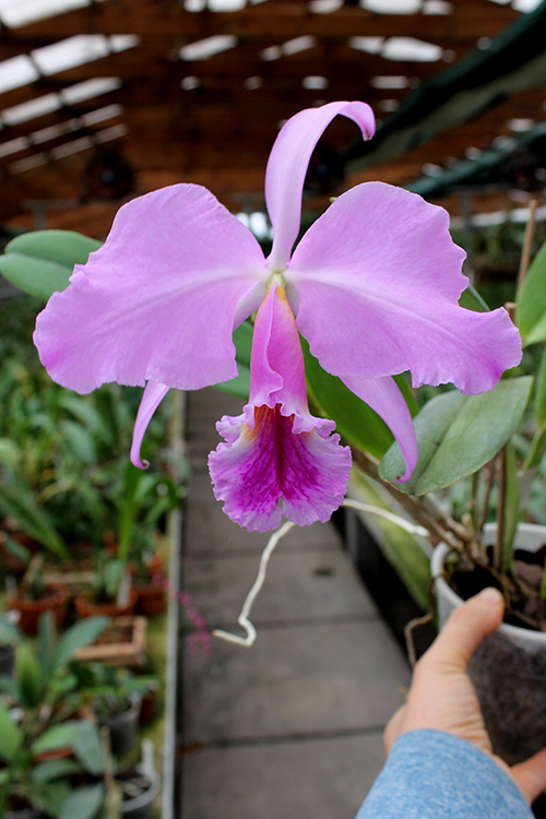 Cattleya jenmanii 'Boliva' x Cattleya jenmanii rubra 'Serra Negra'.jpg