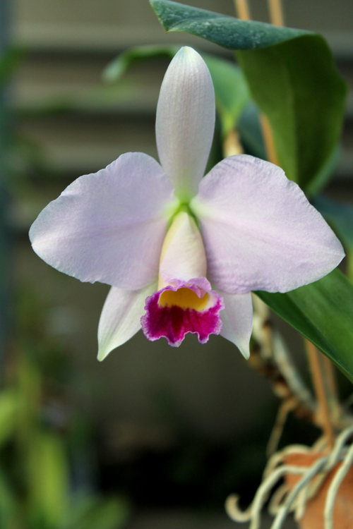 Cattleya warneri semi alba 'Geneva' x Laelia praestans alba.jpg