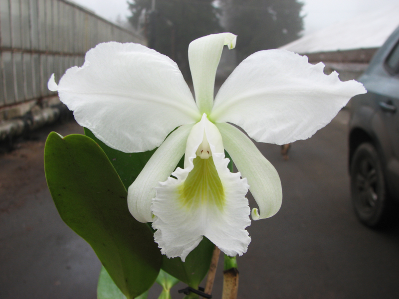 Cattleya labiata alba 'Jassira' (Z-86) x Cattleya labiata alba 'Pernambuco' (BH-200).jpg