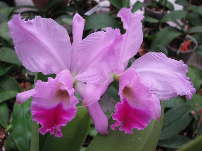 Cattleya warneri amesiana 'Mem Roberto Kautsky' x Cattleya warneri amesiana 'Feu Rosa'.jpg