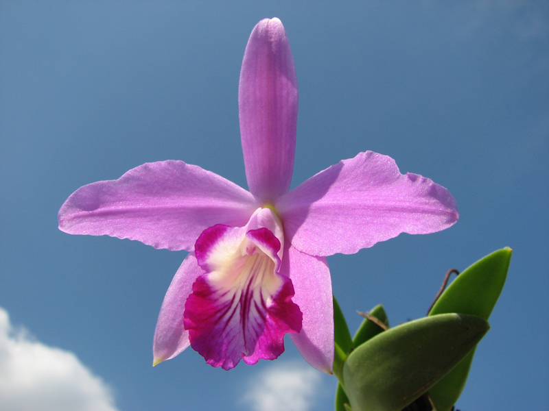 Laelia sincorana XXXX x Laelia sincorana coerulea.jpg